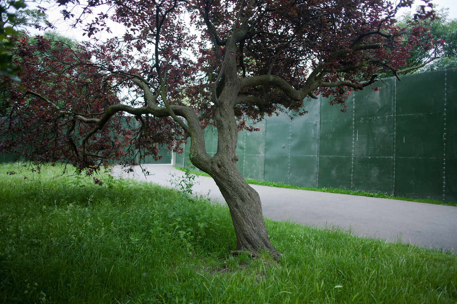 tree in brockwell park, brixton with large green metal fence behind it
